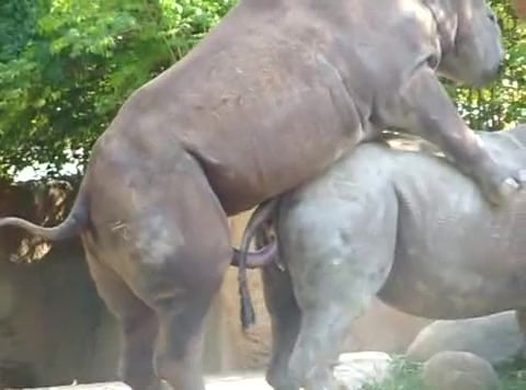 Gendda Sex Porn - Rhinos mating