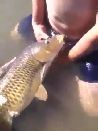 Fish Blowjob Porn - Fish Suck / Zoo Tube 1