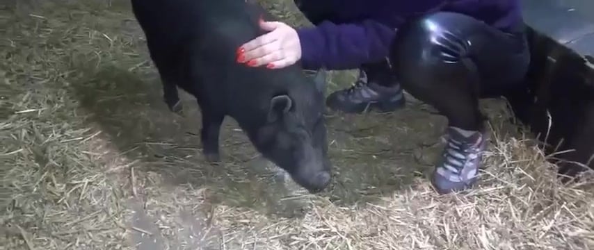 Pig fucks girl