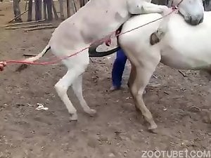 Donkey Fat Xxx Xxx - Horse Porn Videos / Page 5 / Zoo Tube 1