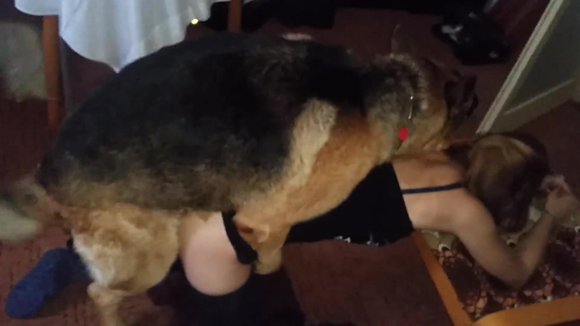 Dogixxx