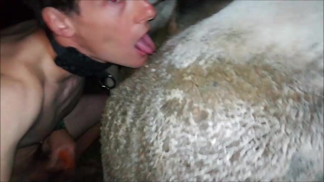 Coe Hot Boy Gay Porn - slave boy fucking cow and eating cow shit animal scat / Zoo Tube 1