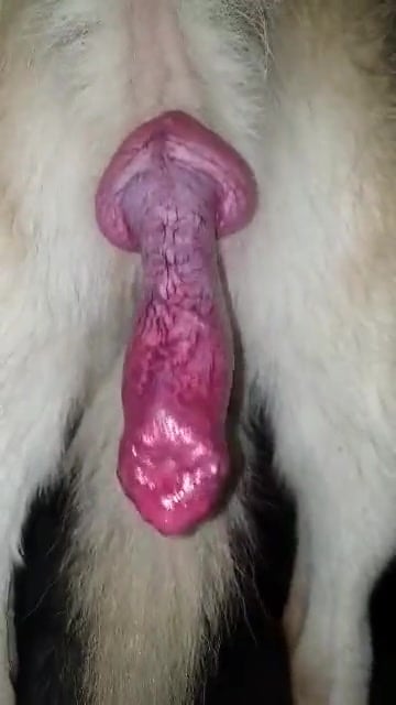 The DoG from my Aunt... OMG i LoVE his WondrfuL CoCK. / Zoo Tube 1