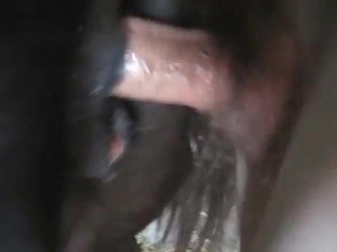 Man Has Sex With Mare - man mare porn / Zoo Tube 1