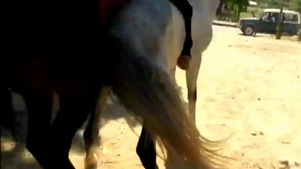 Creampie from horse