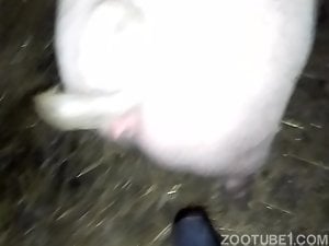 Pig pussy fucking with home made dildo
