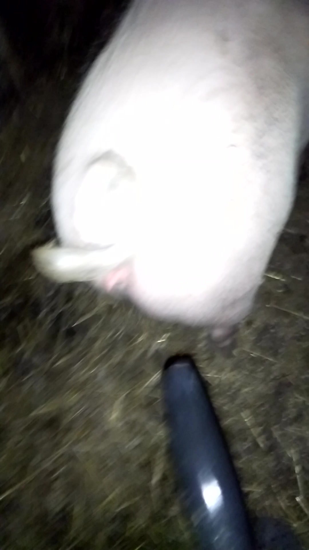 Animal Dildo Fucking - Pig pussy fucking with home made dildo