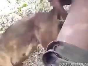 Fucking my dog in forest