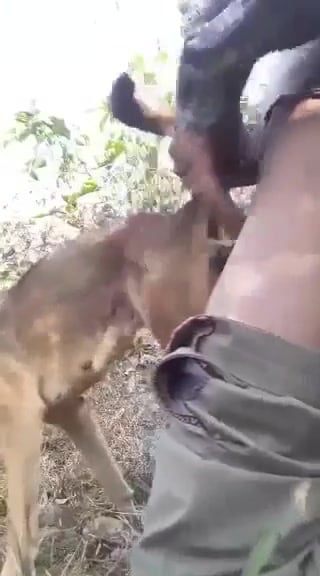 Jungle Animal Porn - Fucking my dog in forest