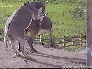 Gay donkeys ass fuck each other