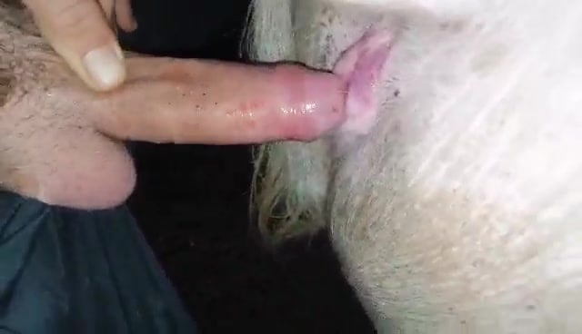 Animal Tube Porn