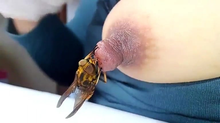 Animal Suking Aend Sex Woman Nippal - horsefly that suck the nipple 2 / Zoo Tube 1