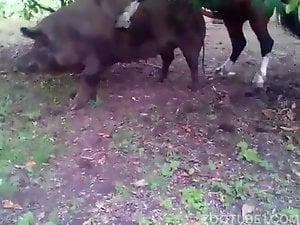 Animal fuck video