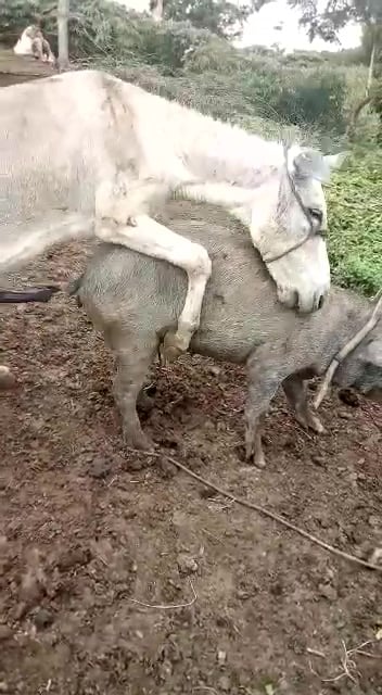 Donkey fuck Pakistani Boy