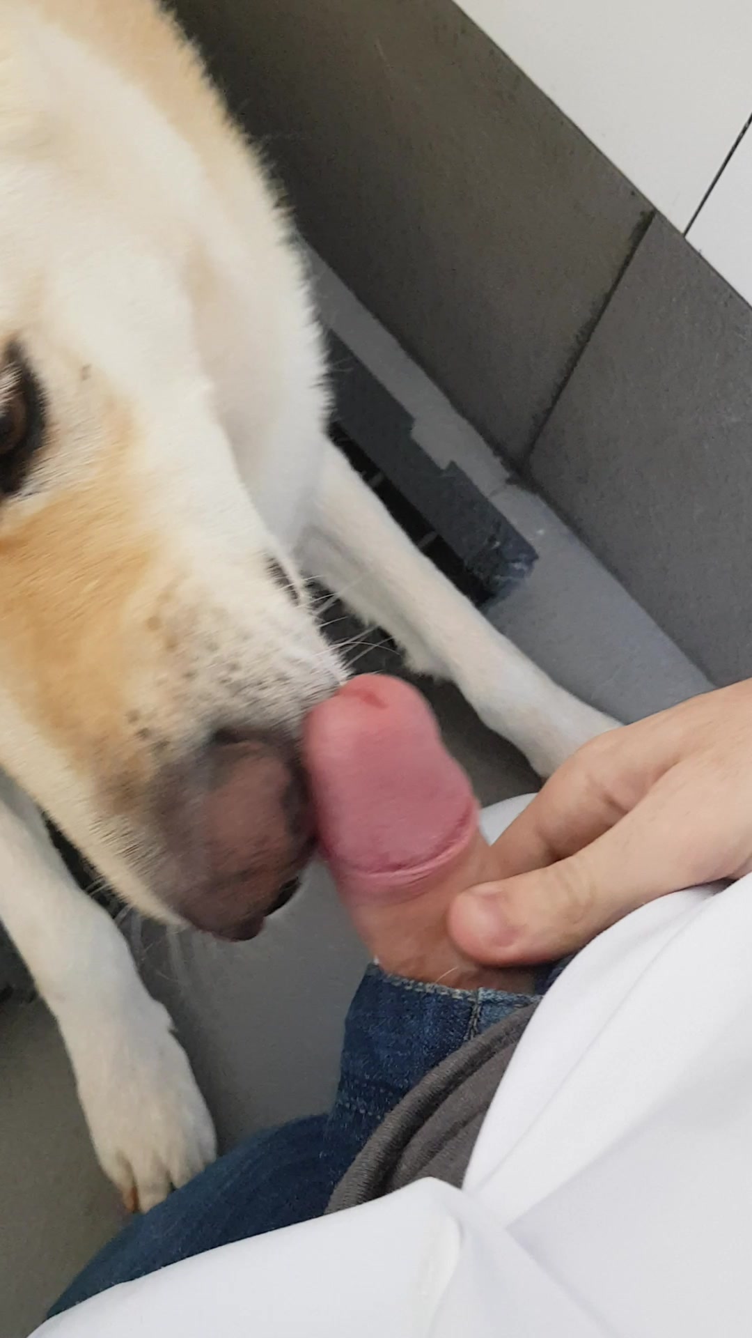Dog lick guys cumming dick