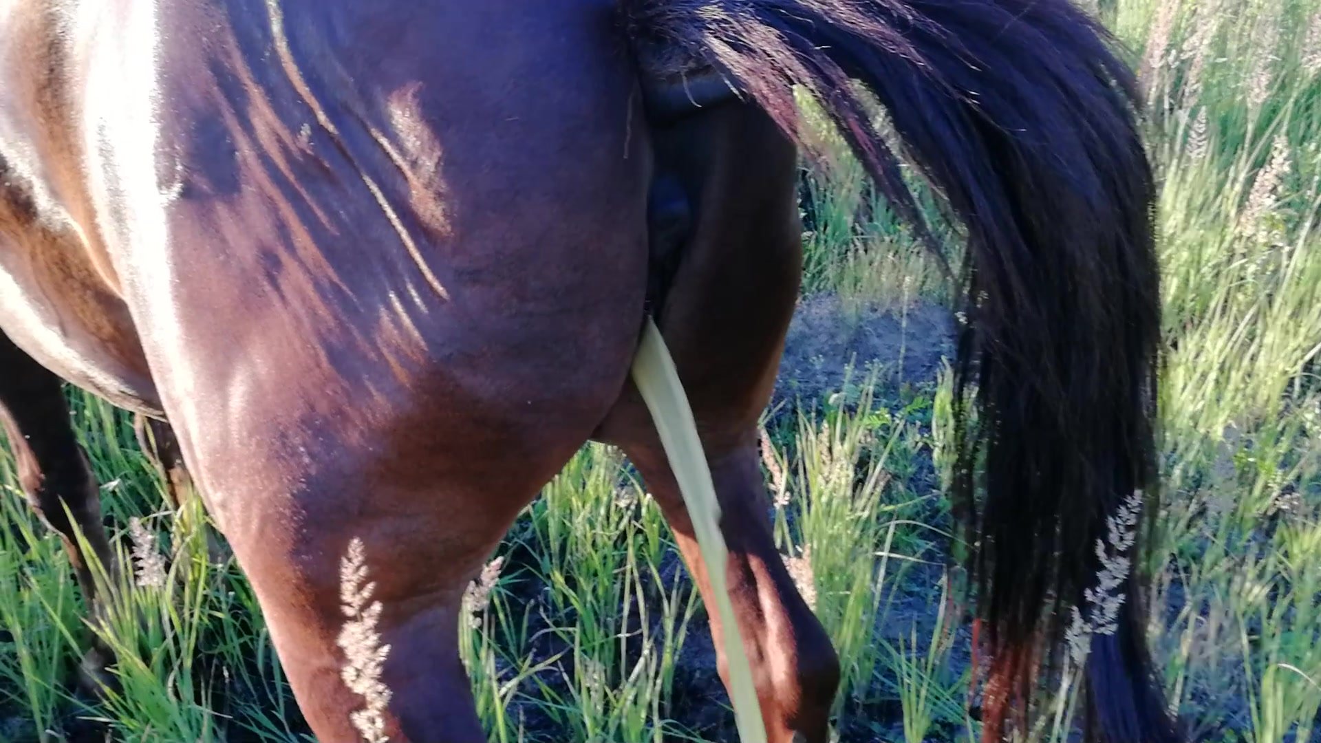 Animal Piss Porn Videos - Horse pee