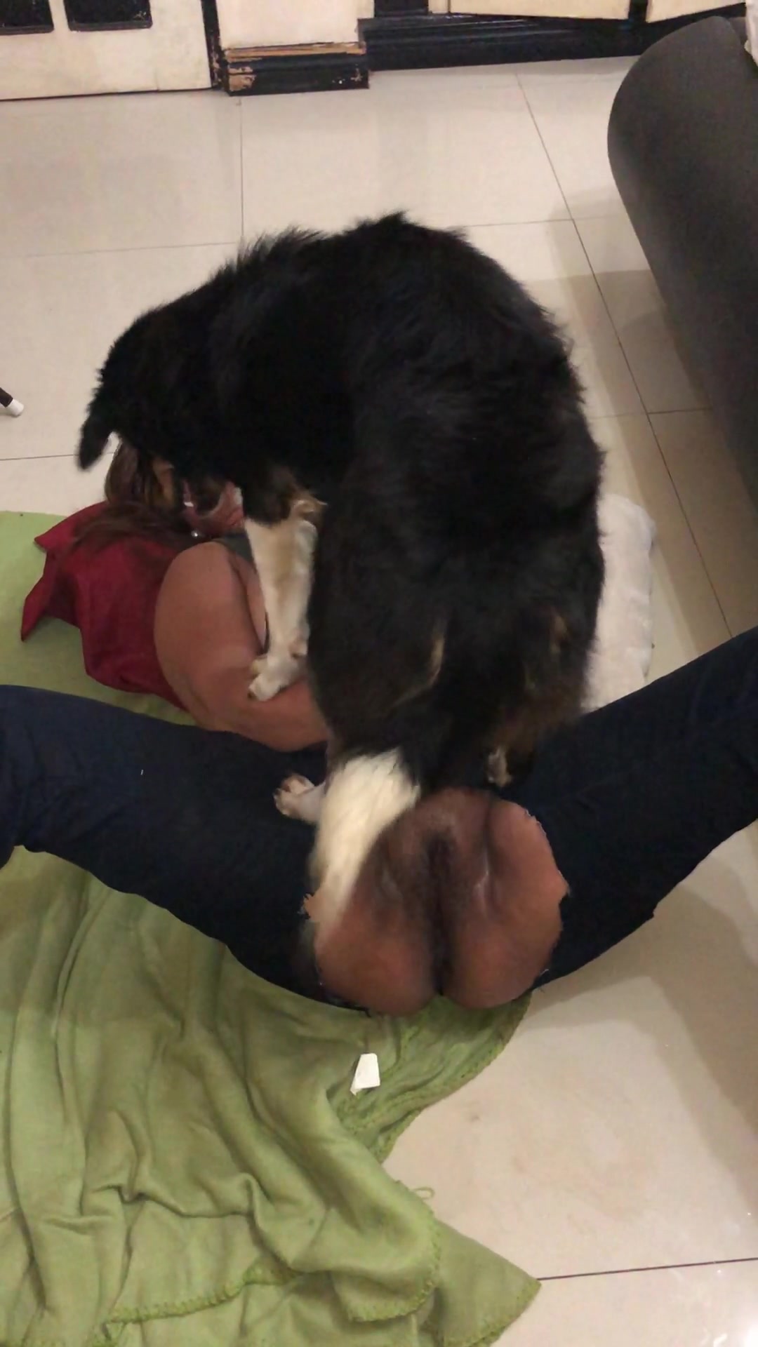 Cachorro gozando na bucetinha