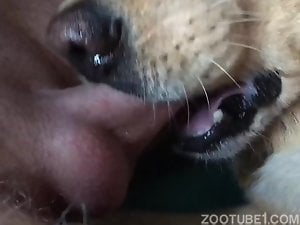 Dude throat fucking a submissive dog in a BJ vid