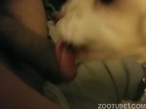 White doggy licks dick
