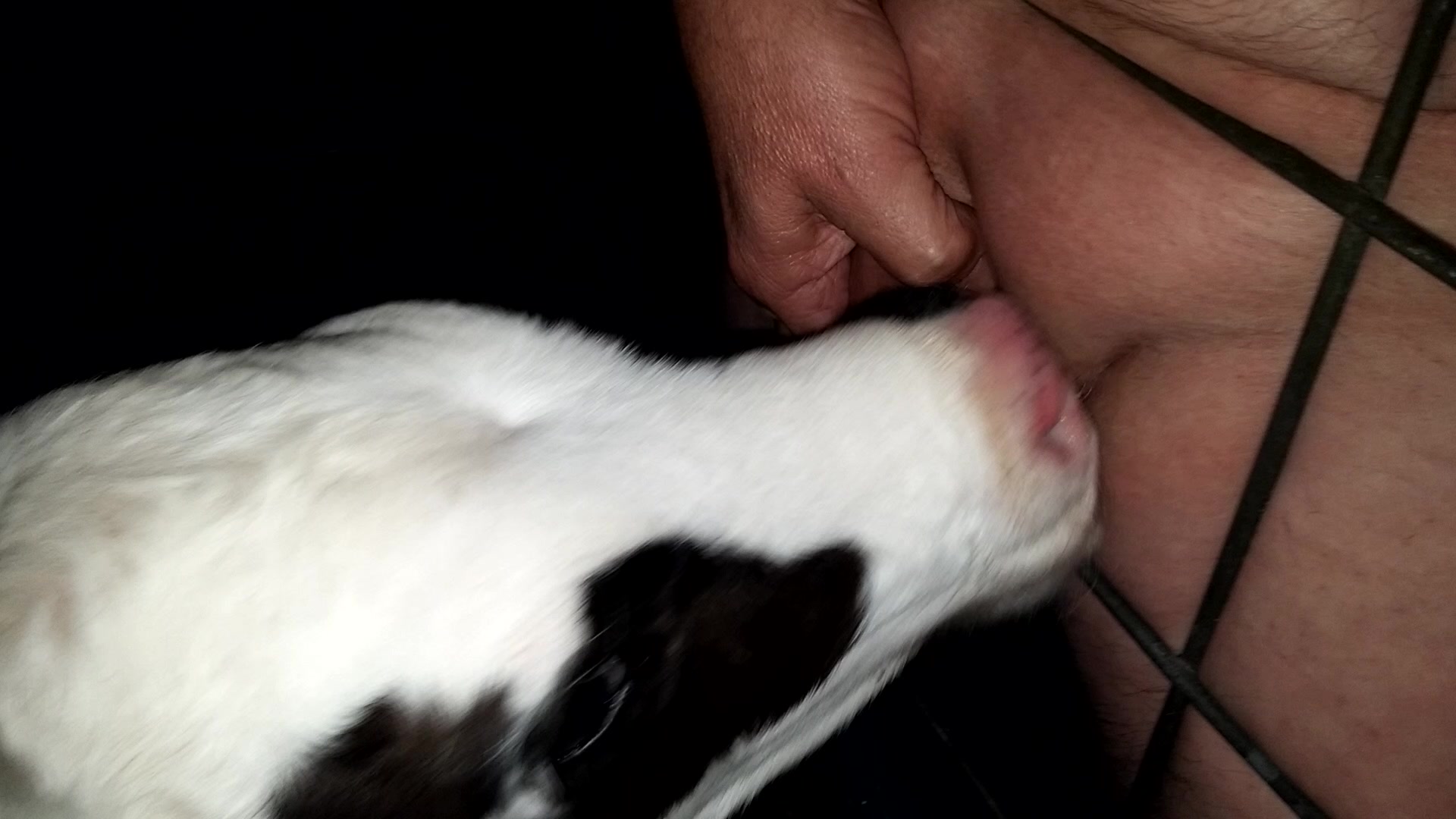Farm animal sucking a man's dick and swallowing cum