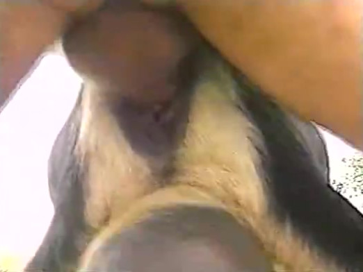 Hot goats horny fuckers Zoo Tube 1