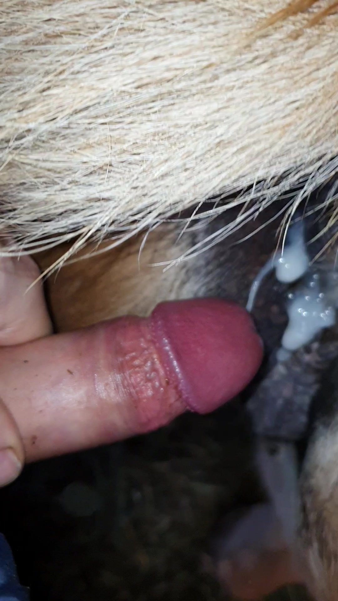 Hot anal with my Mare / Zoo Tube 1