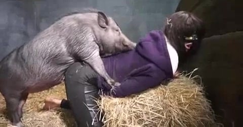 Woman Has Sex With A Pig