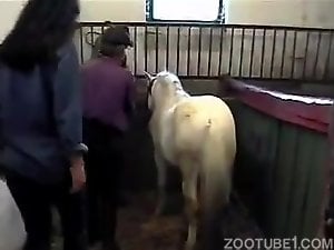 Pony sex at the farm