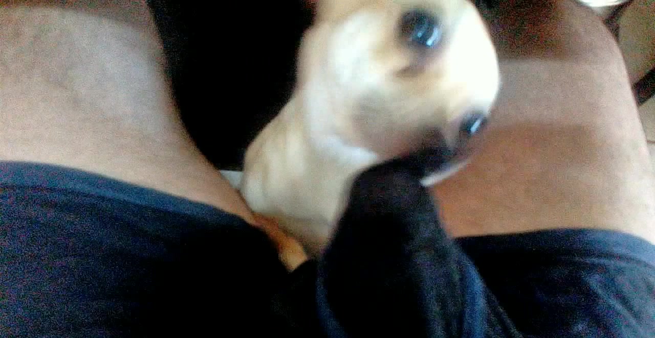 Chihuahua porn