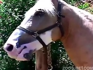Xx Horse And Dog - Horse Porn Videos / Zoo Tube 1